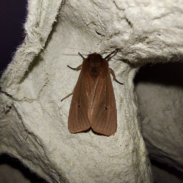 Phragmatobia fuliginosa - füstös medvelepke