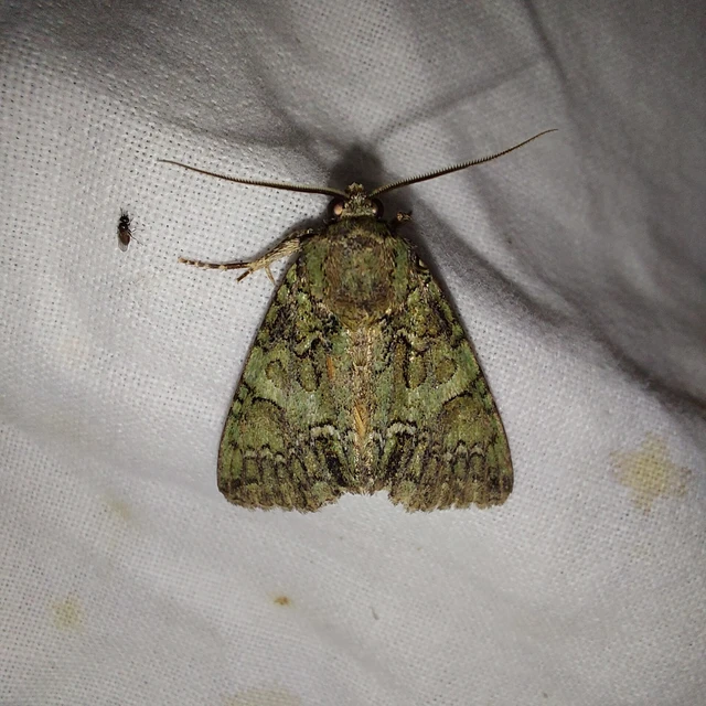 Polyphaenis sericata - selyemfényű erdeibagoly