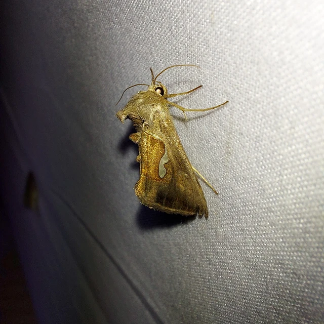 Macdunnoughia confusa - cseppfoltos ezüstbagoly
