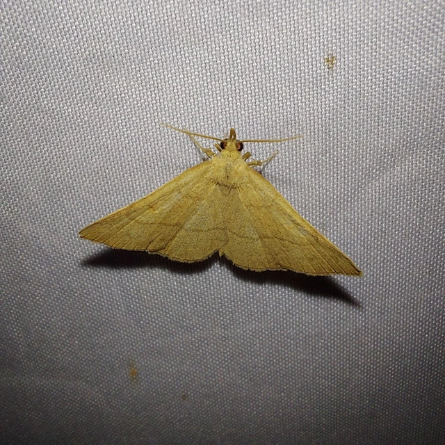 Paracolax tristalis - sárgás karcsúbagoly