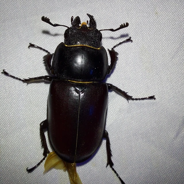 Lucanus cervus - nagy szarvasbogár