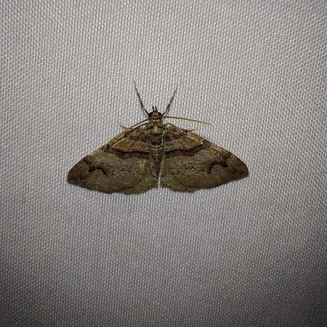 Pareulype berberata - sóskafa-tarkaaraszoló