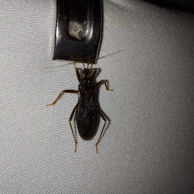 Reduvius personatus - szemetes zugpoloska