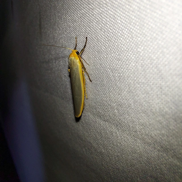 Eilema complana - közönséges zuzmószövő
