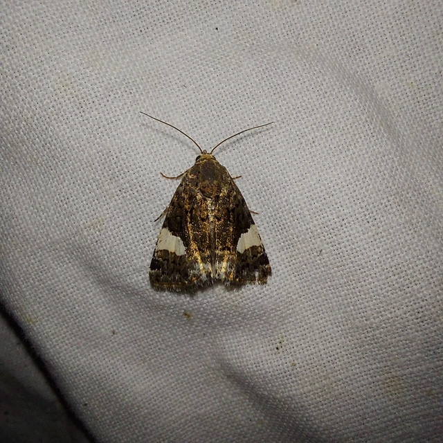 Tyta luctuosa - fekete nappalibagoly