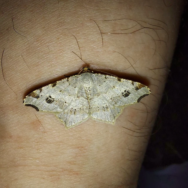 Macaria alternata - közönséges szürkearaszoló
