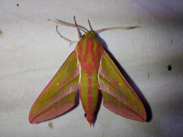 Deilephila elpenor - szőlőszender