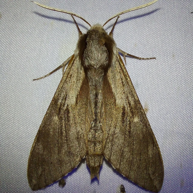 Hyloicus pinastri - fenyőszender