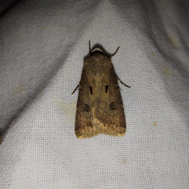 Agrotis exclamationis - felkiáltójeles földibagoly