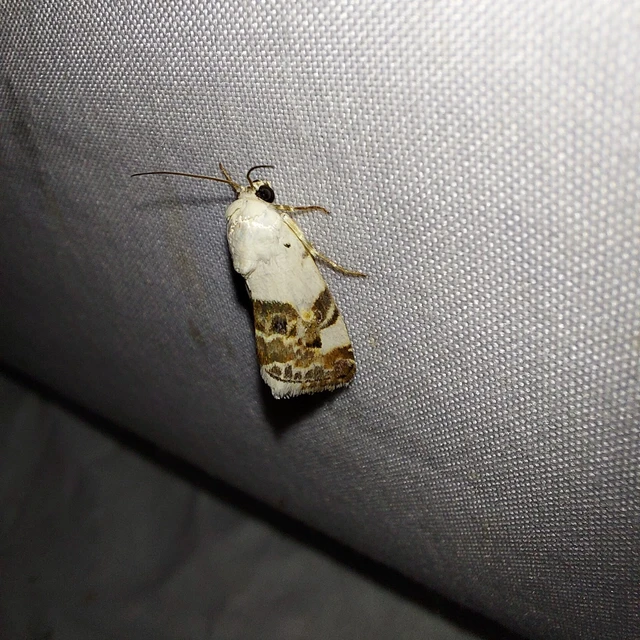 Acontia lucida - fehér nappalibagoly