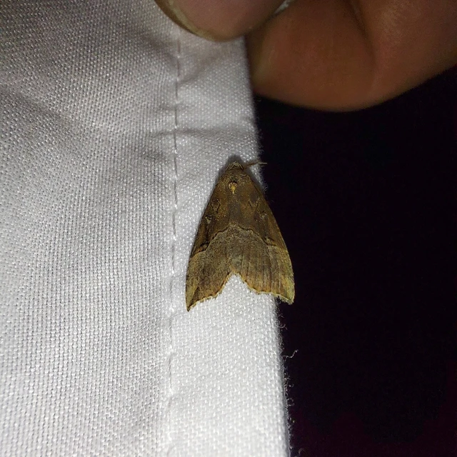 Hypena rostralis - közönséges karcsúbagoly
