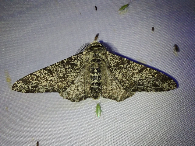 Biston betularia - szürkepettyes araszoló