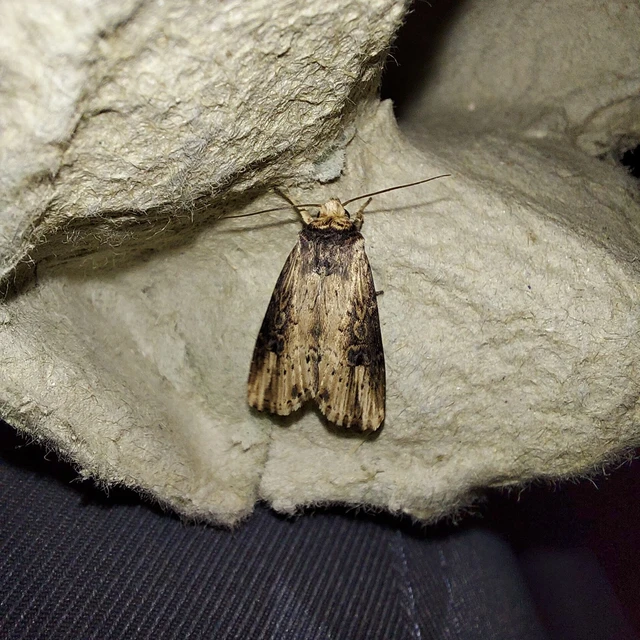 Axylia putris - vonalkás földibagoly