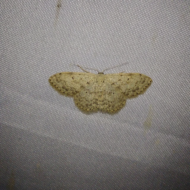 Scopula marginepunctata - pettyes sávosaraszoló