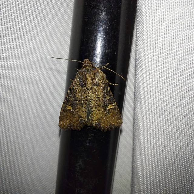 Mesapamea secalella/secalis