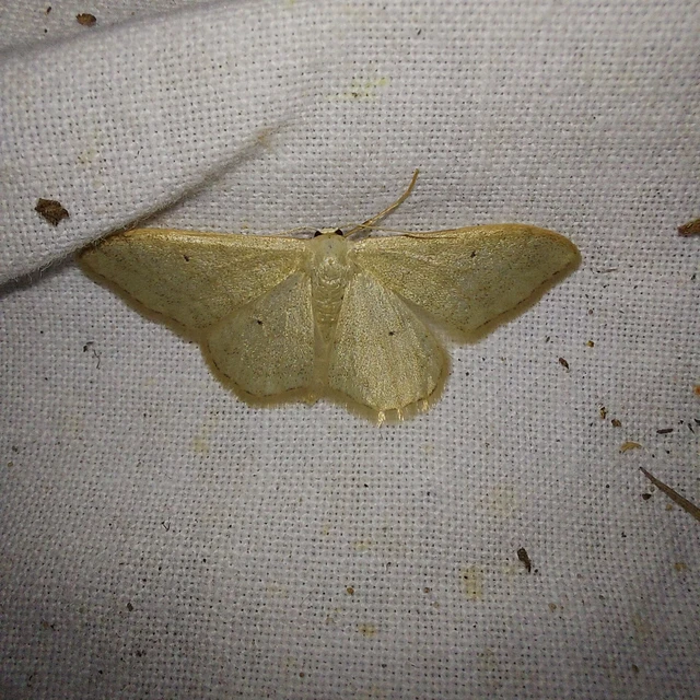 Idaea straminata - szalmasárga sávosaraszoló