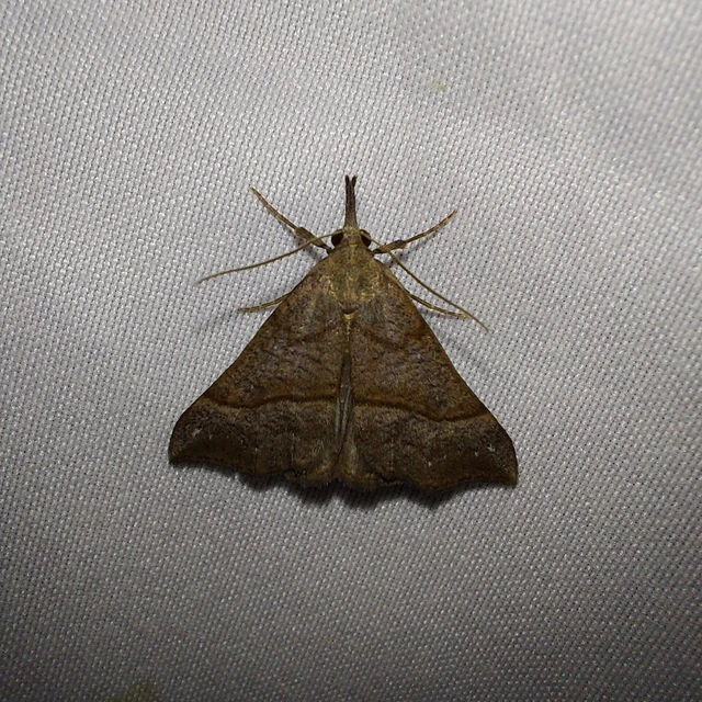 Hypena proboscidalis - ormányos karcsúbagoly