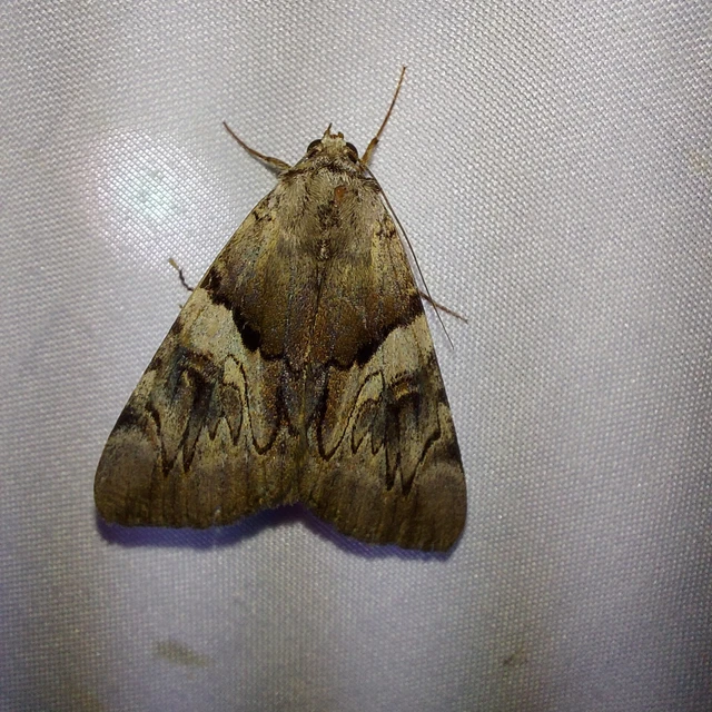 Catocala fulminea - galagonya-övesbagoly