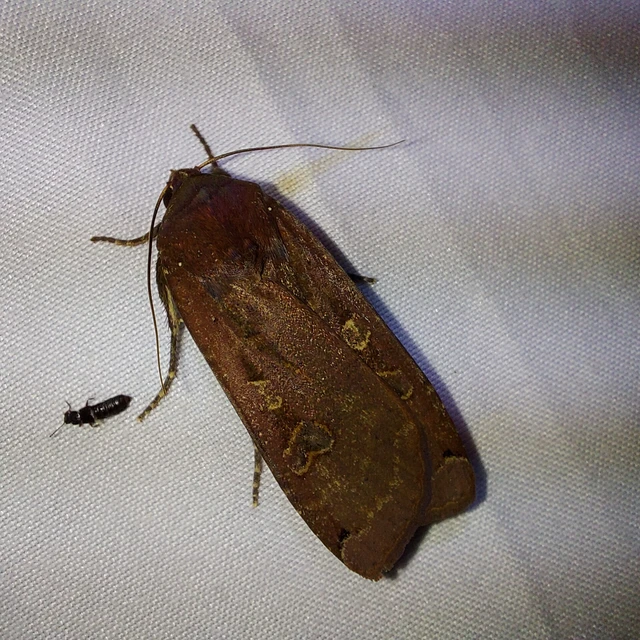Noctua pronuba - nagy sárgafűbagoly