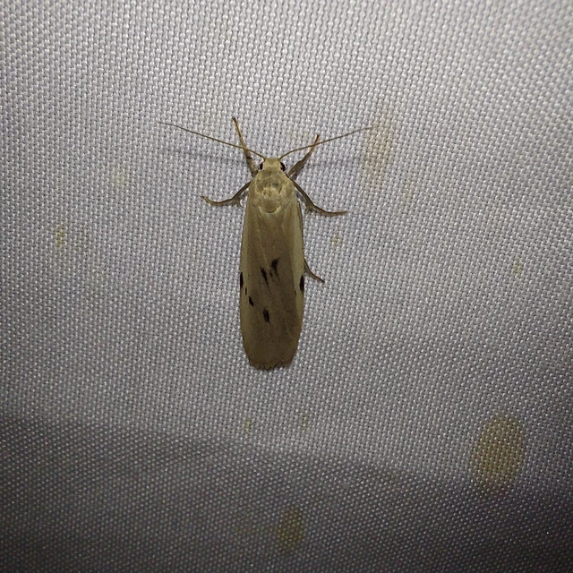 Pelosia muscerda - hamvas zuzmószövő