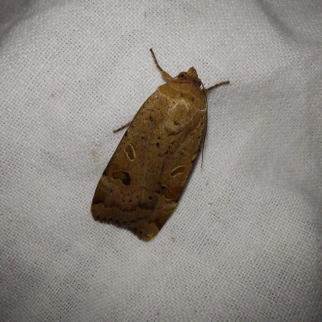 Noctua interposita - köztes sárgafűbagoly