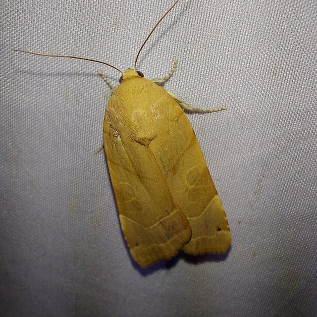 Noctua fimbriata - szélessávú sárgafűbagoly