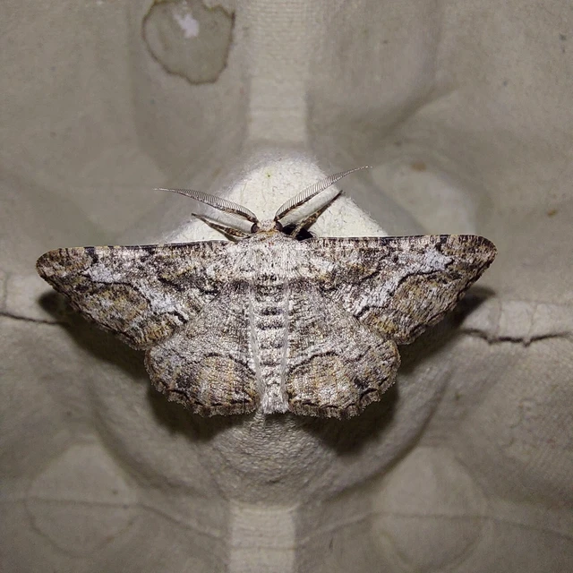 Synopsia sociaria - ürömaraszoló