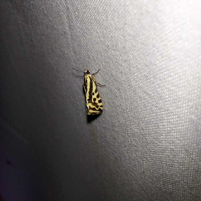 Emmelia trabealis - zebrabagoly