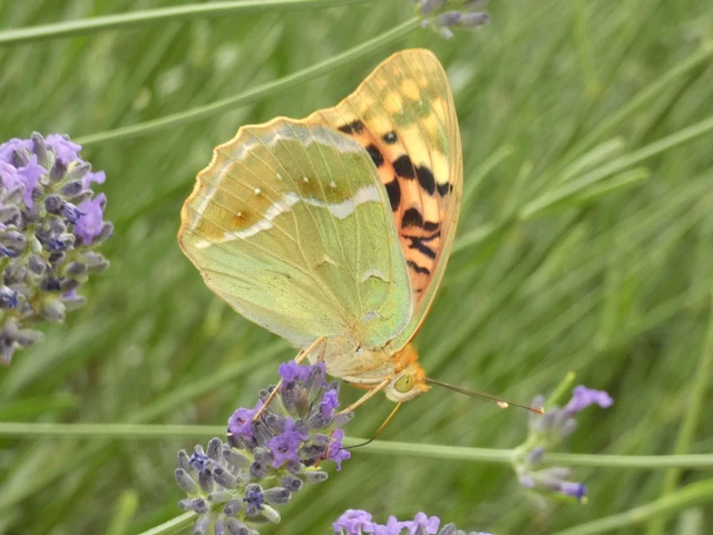 Argynnis pandora - zöldes gyöngyházlepke