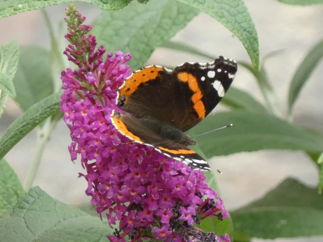 Vanessa atalanta - atalantalepke