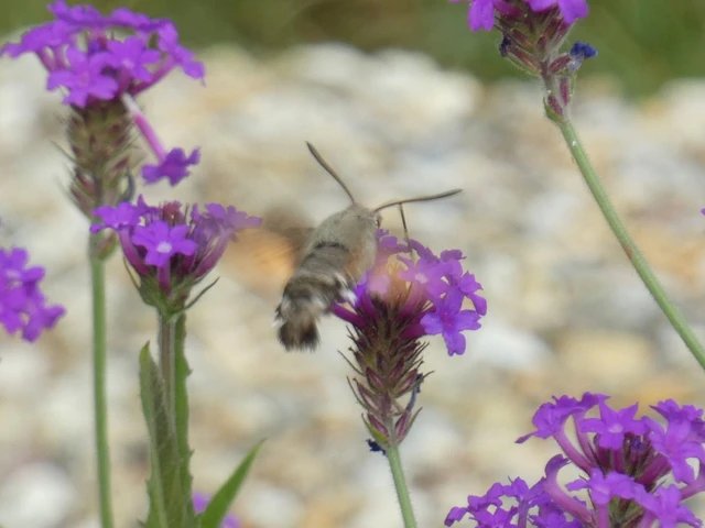 Macroglossum stellatarum - kacsafarkú szender