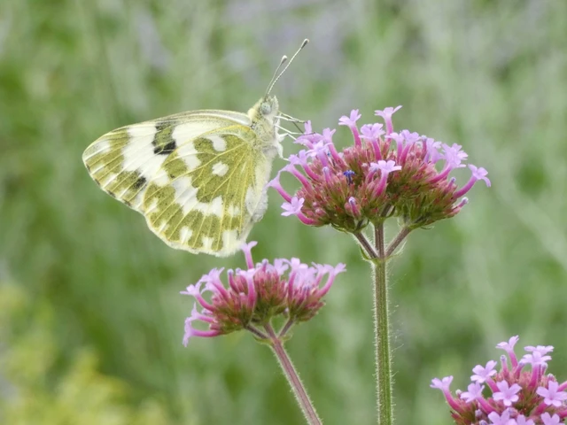Pontia edusa - rezedalepke