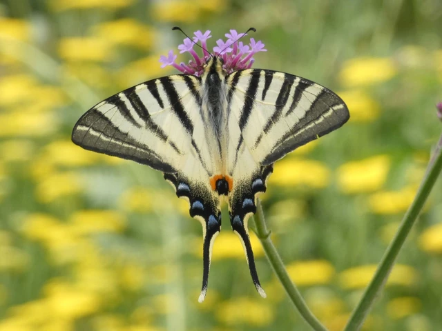 Iphiclides podalirius - kardoslepke