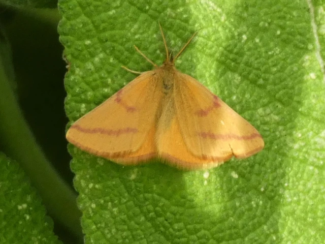 Lythria purpuraria - bíborsávos araszoló
