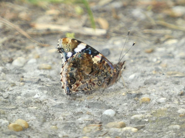 Vanessa atalanta - atalantalepke
