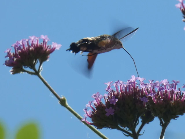 Macroglossum stellatarum - kacsafarkú szender
