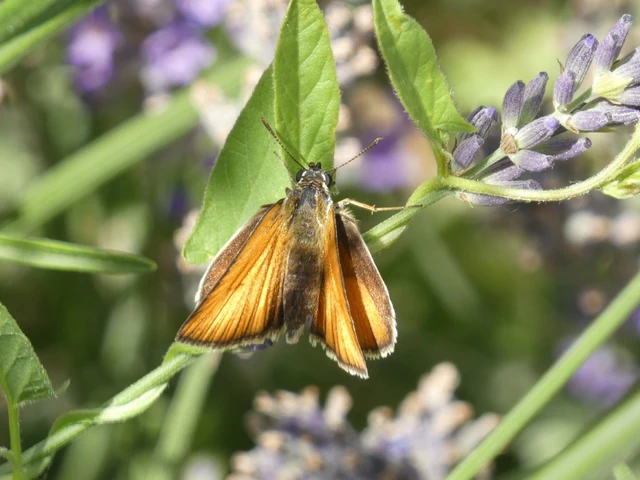 Thymelicus lineola - vonalas busalepke