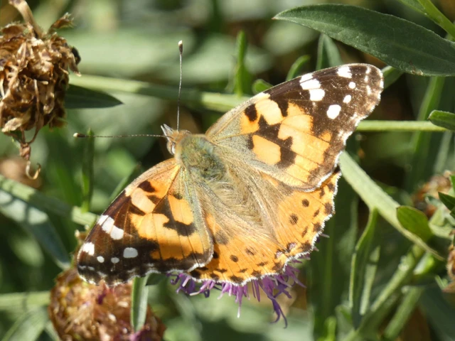Vanessa cardui - bogáncslepke