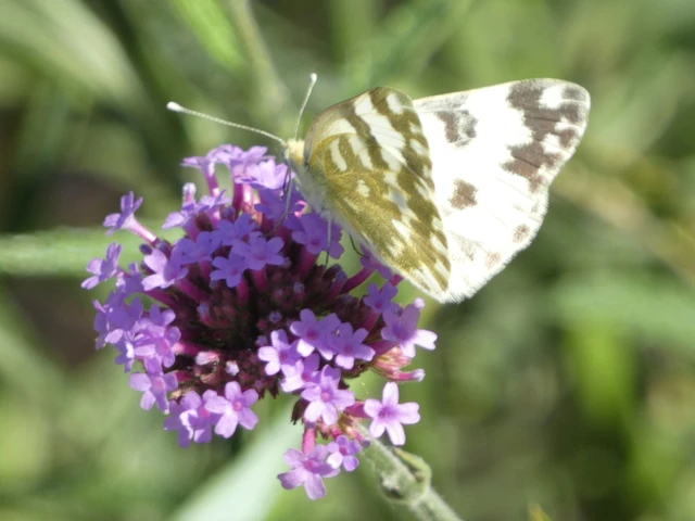 Pontia edusa - rezedalepke