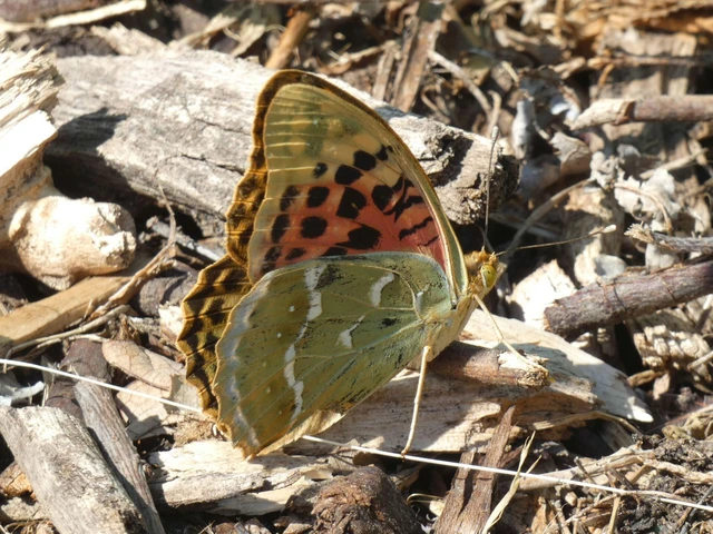 Argynnis pandora - zöldes gyöngyházlepke