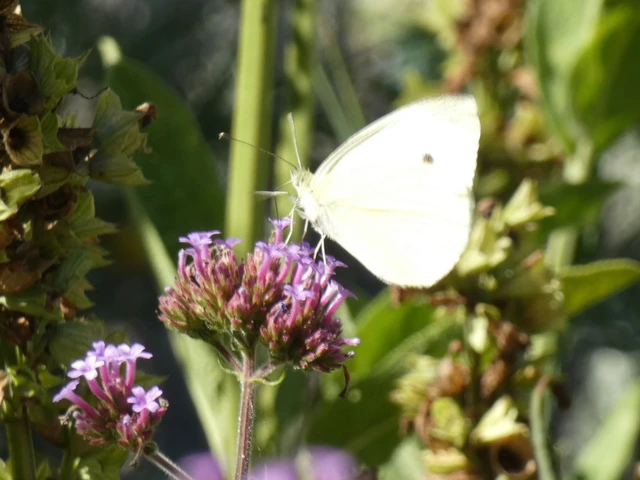 Pieris rapae - répalepke