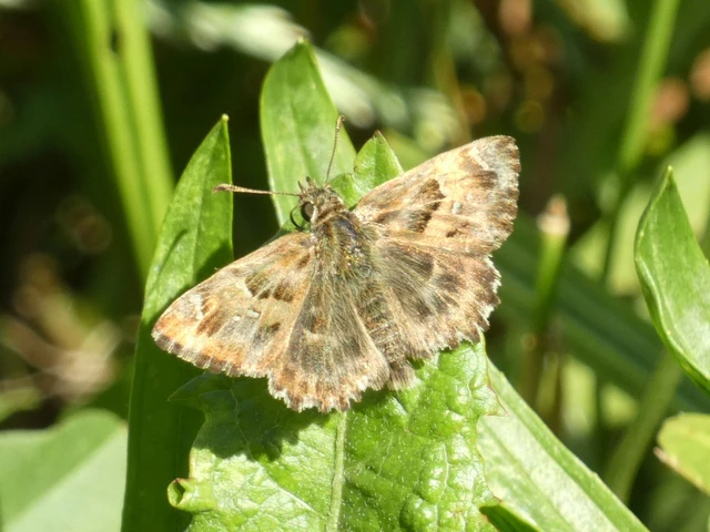 Carcharodus alceae - mályva-busalepke