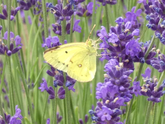 Colias erate - csángó-kéneslepke