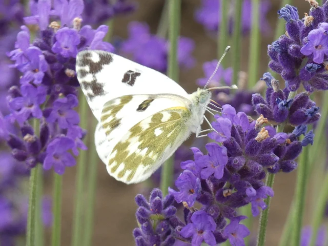 Pontia edusa - rezedalepke