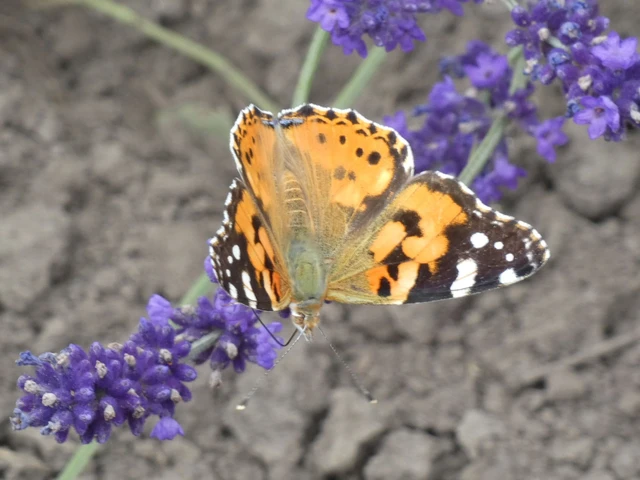 Vanessa cardui - bogáncslepke