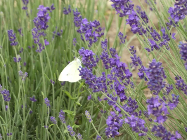 Pieris rapae - répalepke