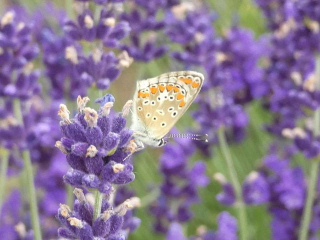 Aricia agestis - szerecsenboglárka