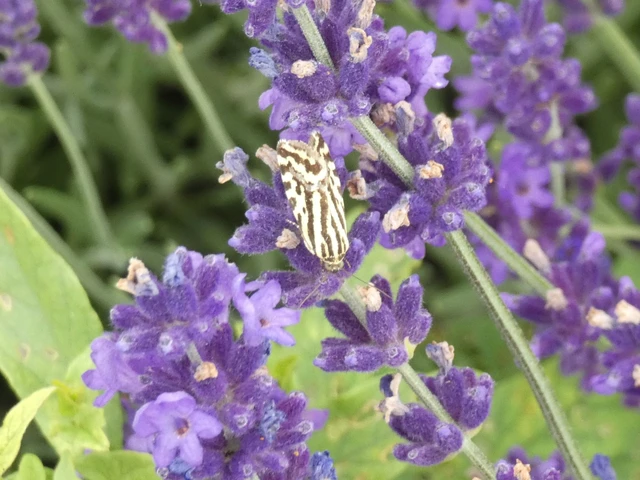Emmelia trabealis - zebrabagoly