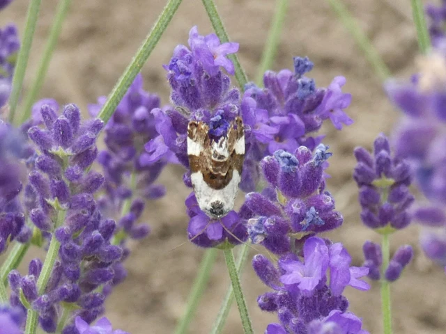 Acontia lucida - fehér nappalibagoly