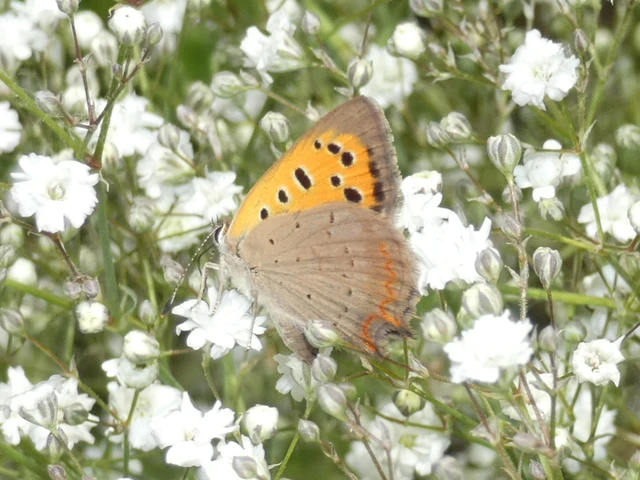 Lycaena phlaeas - közönséges tűzlepke Lycaena phlaeas - közönséges tűzlepke